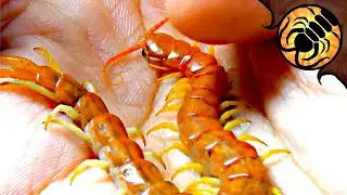My two friendliest pet centipedes!