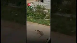 Leopard enters residential area in Mysuru, attacks some people; later captured by the forest dept