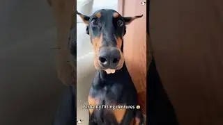 Funny doberman #funny #haaha #funnypet #funnyvideo #cutedog #youtube