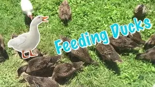 Feeding the ducks Cracked Corn