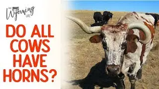 Do All Cows Have Horns? and Other Agriculture Questions