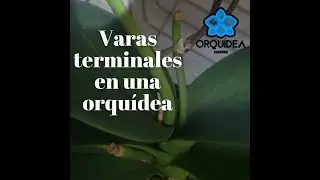 Que Es Una Vara (tallo) Terminal En Una Orquídea