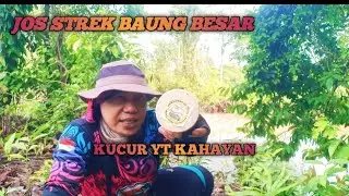 UMPAN KUCUR YT KAHAYAN MEMANG MANTAP STREK BAUNG BESAR. #pareasquadparam