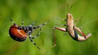 European spiders &ndash; Four spot orb weaver (Araneus quadratus)