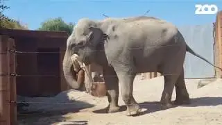 Chang får berigelse | Copenhagen Zoo