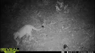 Mountain Lion | Cellular Trail Camera Video