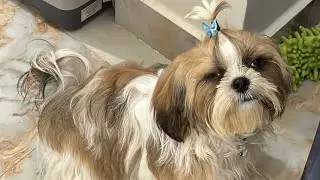 Daily Vlog 157: TimTim&rsquo;s paws hair cutting | shih tzu care