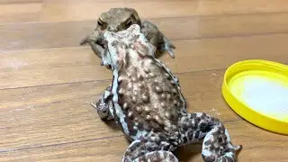 他人がご飯もらってると許せないヒキガエル