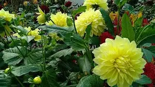 Happy Day with beautiful flowers at the garden by the bay #Flowersday