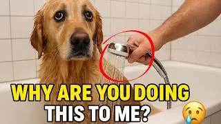 90% Dog Owners Do THIS When Bathing And Dogs Freak Out 😢