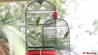 BURUNG SERINDIT: Aksi Serindit CRB Vs Gotik Di Mega LatPres Juri JBC