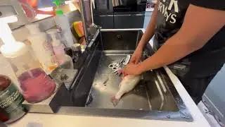 how to clean a fish 101 | singapore fishing pt3