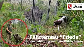 Hundeausbildung mit der Fährtensau – Wir Jäger in Niedersachsen