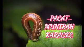 pacat -Munirah lirik video ( karaoke )