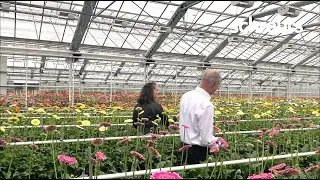 Gerbera mini varieties 2021 - Schreurs