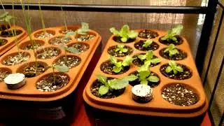 Indoor Veganic Salad Bar Part 2