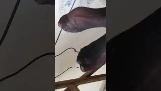 Stinky smelly sweaty nylons