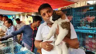 Excellent quality Saint Bernard Puppy for sale at Galiff Street pet Market
