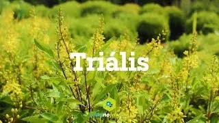 Tri&aacute;lis