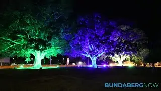Fig Tree Light Project