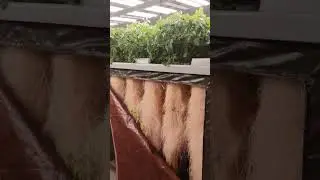 Aeroponics Vertical Farming #aeroponics #ledgrowlights #seeds