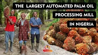 See what is inside the Largest Automated Palm Oil Processing Mill in Nigeria