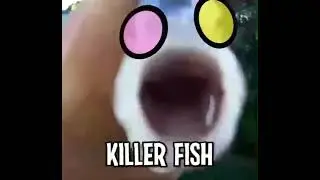 KILLERFISH