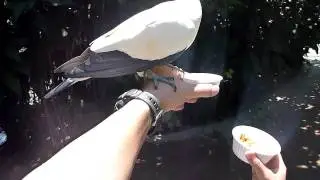 Explorer's Aviary - 1