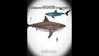 what about megalodon vs 100 great white shark #information #trending #shorts #paleontology #dinosaur
