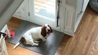 Basset hound Howling￼ (Very funny)￼