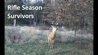 GardePro and Browning Trail Cams Rifle Season Survivors