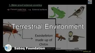 Terrestrial Environments, Biology Lecture | Sabaq.pk