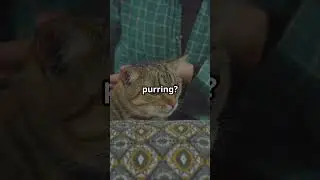 How Cats Show a love! #catlover #dogs #cattype #prts