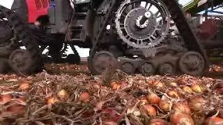 Soucy Track - S-TECH 612/616 in onions crops