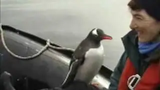 Killer Whales - Penguin trying to stay alive