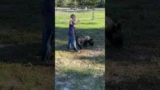 Paisden training his show pig!!!#reels #shorts #ffa  #4h