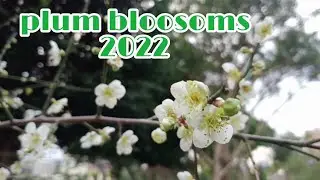 PLUM BLOSSOM 2022 梅花 /MEIHUA /TAIWAN