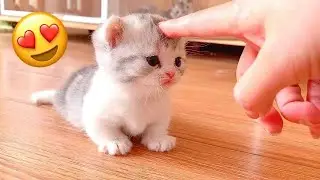 More Cute Animals for When You are Stressed
