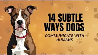 14 Subtle Ways Dogs Communicate With Humans