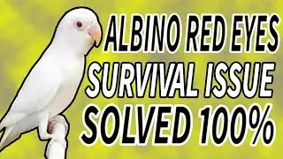 Why Albino Red Eyes Chicks Dont Survive In Urdu/Hindi|Albino Ke Chicks Survive kyun Nahe Kartai|