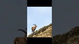 Solitary Ibex Enjoys the Alpine Breeze #animals #ibex  #shorts @BiserRolf