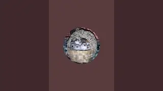 LRG BIRDS is live Today feeding mealworms 🙂