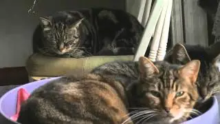 The North Toronto Cat Rescue