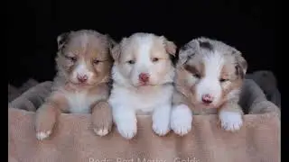 C Bar C Ranch Border Collies