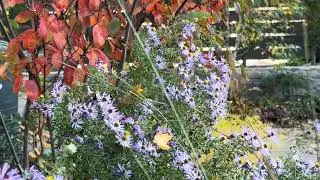 Fall Colors in a Native Garden in Somerville, MA.