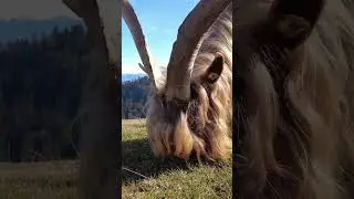 Captivating Nature: Close-Up of Rare Copperneck Goat in Switzerland!#shorts