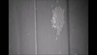 Ultrasonic Particle Trapping