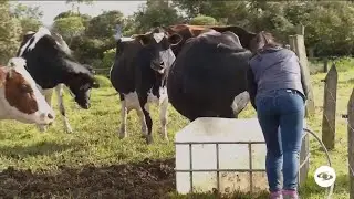 Ganaderas de Chocontá demuestran la importancia de la asociatividad femenina - La Finca de Hoy