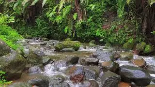 Relieve Stress & Deep Sleep with Calming Water Sounds from Flowing River Surrounded by Forest Beauty