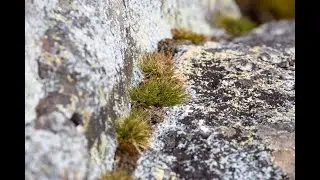 Antarctic Plants Thriving As Temperatures Rise